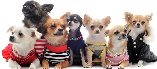 Trendy Pet Accessories and Clothing